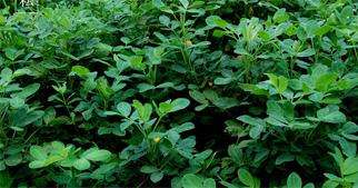 花生怎么施用葉面肥？花生葉面肥施用技術(shù)